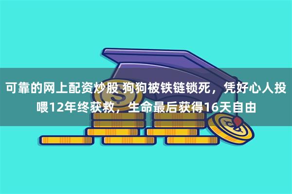 可靠的网上配资炒股 狗狗被铁链锁死，凭好心人投喂12年终获救，生命最后获得16天自由